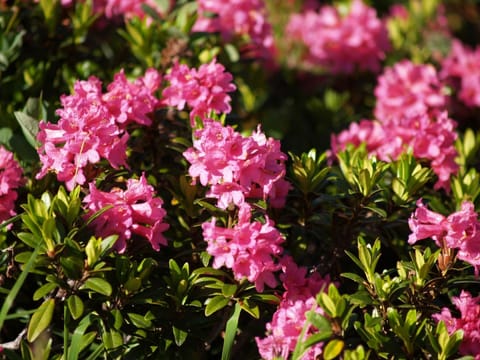 Town/city in general. Apart Zimalis - "Alpenrosen" - Galtür Tirol Paznaun-Ischgl