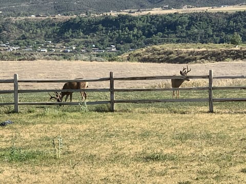 Wildlife seen along Cottonwood Pass