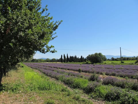 Sky, Plant, Natural Landscape, Natural Environment, Tree, Land Lot, Grass, Landscape, Agriculture, Plain