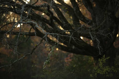 Old Growth Oaks & Pines Everywhere On Property