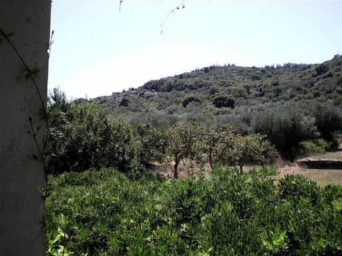 Olive-studded Hillside as seen from a Window