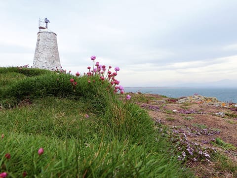 Llanddwyn Island spring flowers
