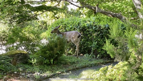 Wildlife regularly visit the property including birds, deer, and owls