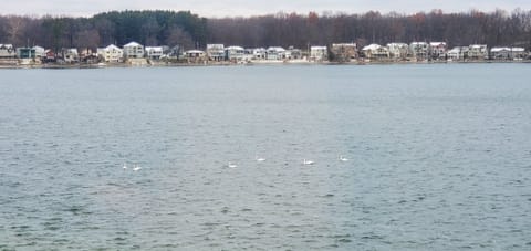 Snow dusting wintry view