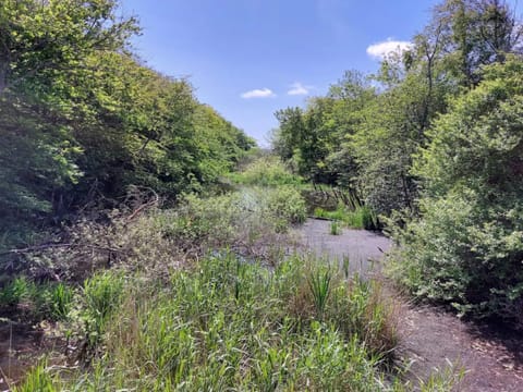 House | Miscellaneous