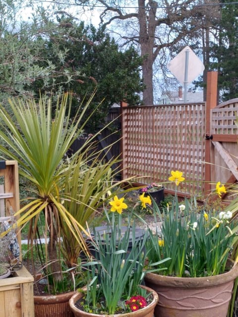 front yard April 2021