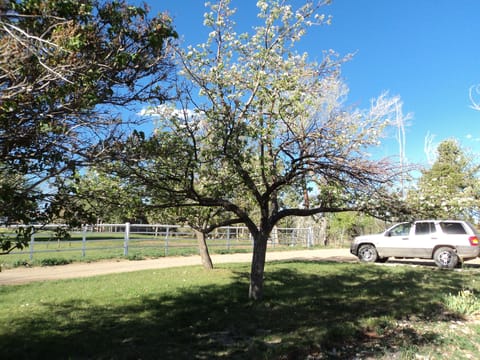 Fruit tree in side yard looking toward the Northeast.
