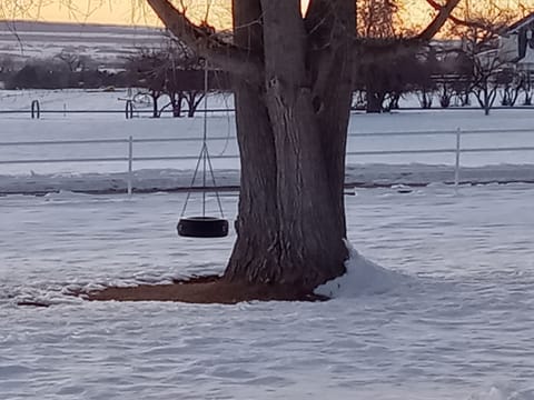 The favorite of the kids!  The tire swing in the front yard.