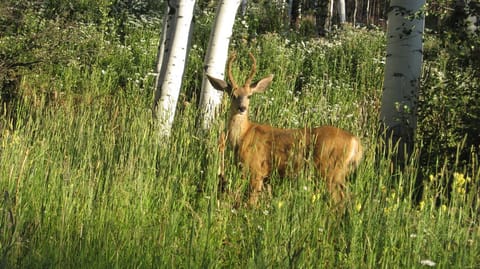 Wildlife sightings frequently