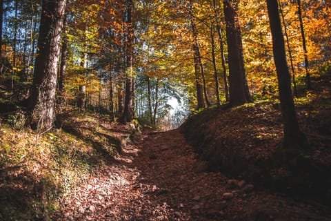 Hiking