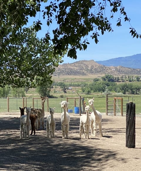 Alpaca My Bags!  Come enjoy a peaceful night on a farm, with Alpacas!!!