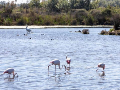 Region [summer] (>5 km)