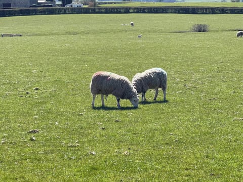 Surrounding area | Penny Black Cottage, Thornton in Lonsdale, near Ingleton