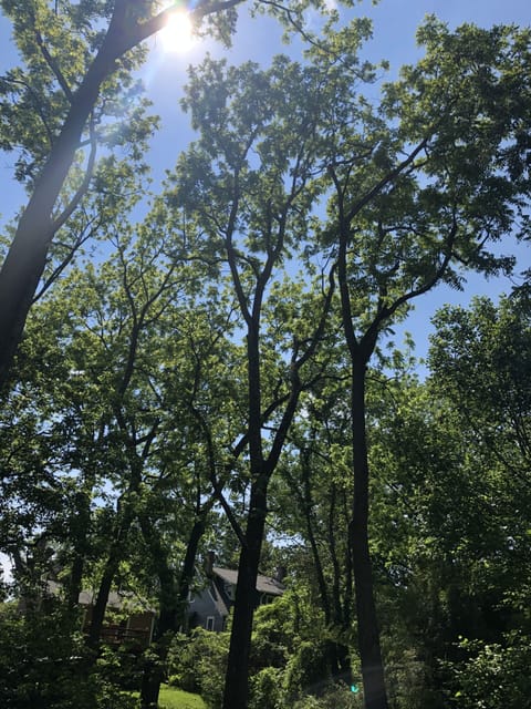 Dappling Sunlight through trees in the South/West facing yard