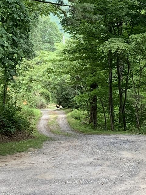 Turkey friends & deer love a drizzle or a misty mountain stroll by!)