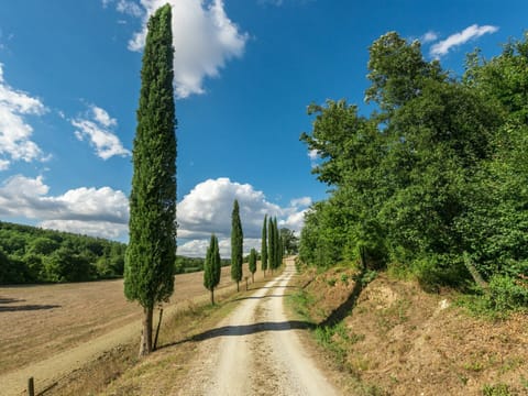 Cloud, Sky, Plant, Natural Landscape, Tree, Road Surface, Vegetation, Grass, Woody Plant, Landscape