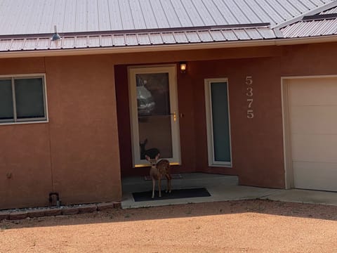 Sweet visitor on the front porch.