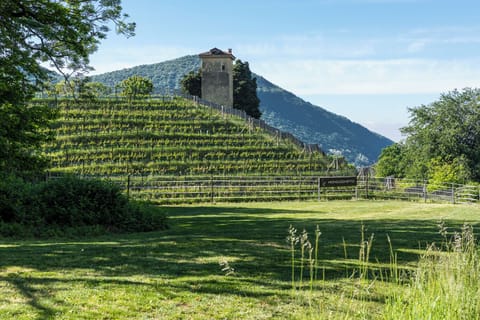Vineyard