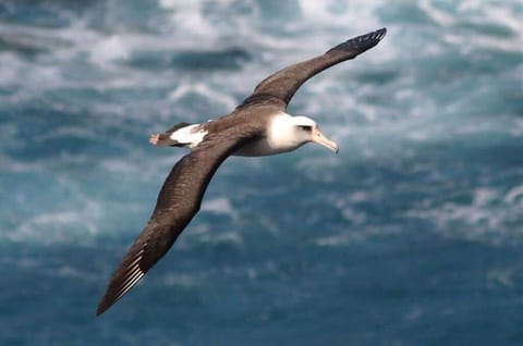 Seasonal Layssan Albatross fly atop the ocean waves.