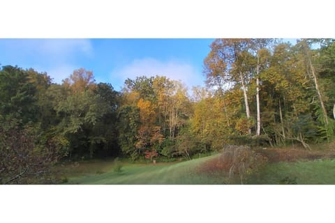 Late summer view of Oconee Oasis back yard/woods