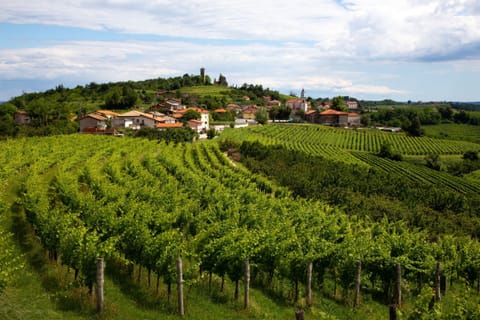 Dobrovo vineyards