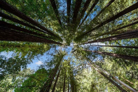 The view from the hot tub - when you look up!