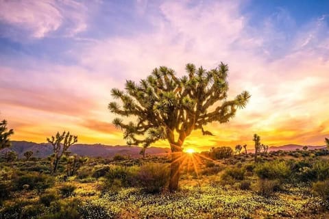 Joshua Tree