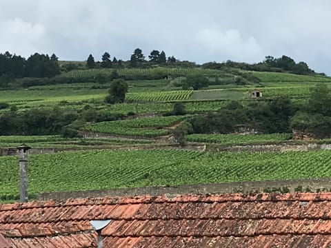 View of the vineyards from roof terrace