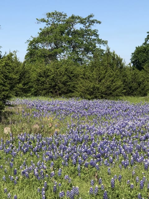 Come during bluebonnet season for spectacular photo opportunities