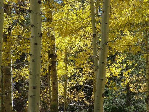 House, 2 Bedrooms | Property grounds