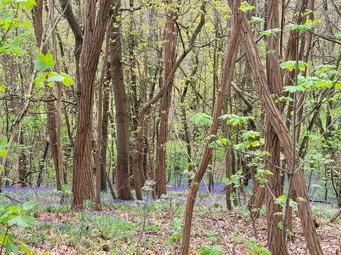 Forêt de Verrières à 2km de la Villa