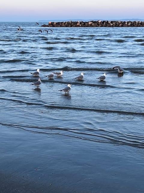 Gulls in winter at East Harbor state park