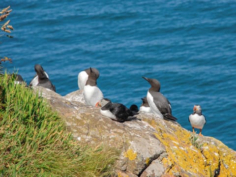 Outdoor area | The Hayloft, near Broad Haven and Little Haven