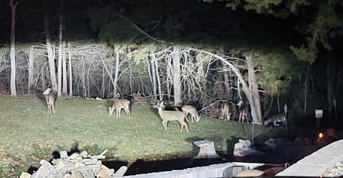 Wildlife at the property!