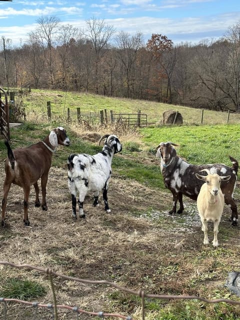 Stop and visit our friendly goats that we recently acquired from the Ark!