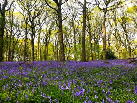 Bluebell woodlands behind house