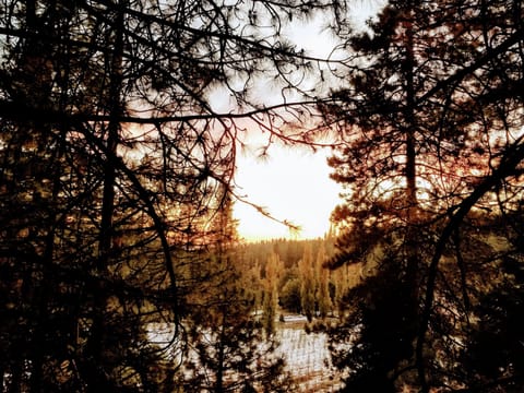 Orchard view from the deck