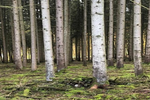 Region [summer] (>5 km)