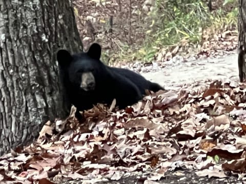 Come see the bear cubs