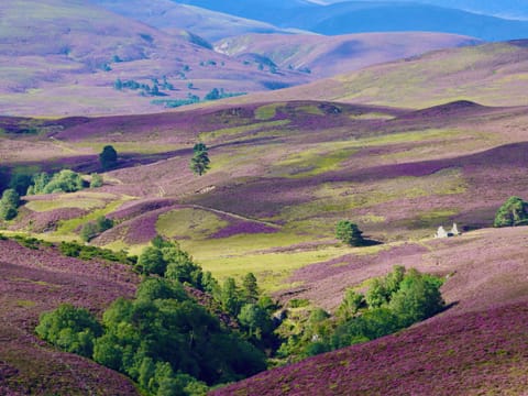 Cottage | Miscellaneous