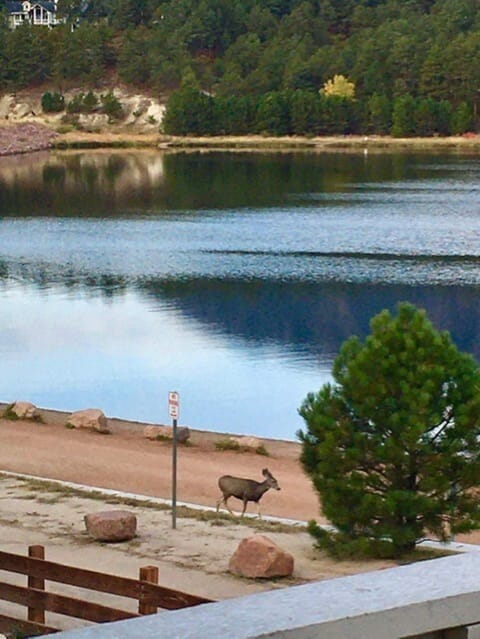Deer love the lake too!
