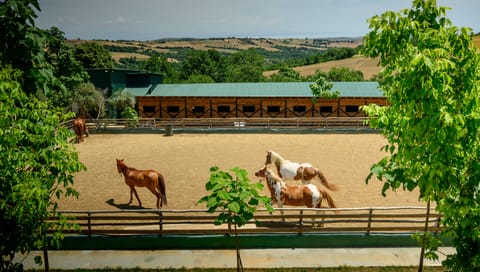 Horseback riding