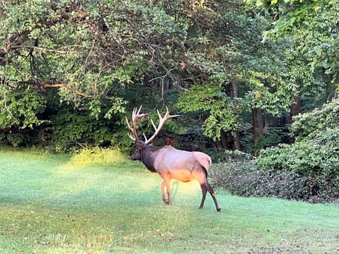 Nice bull in the side yard.