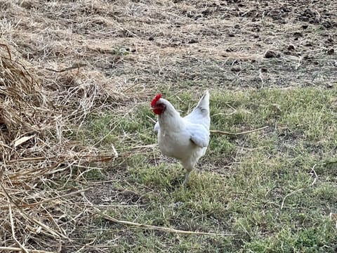 There are a few chicken wandering around