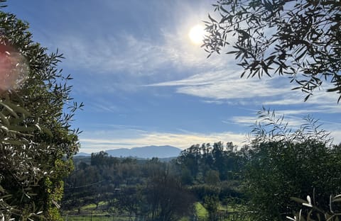 More Mountain View’s 