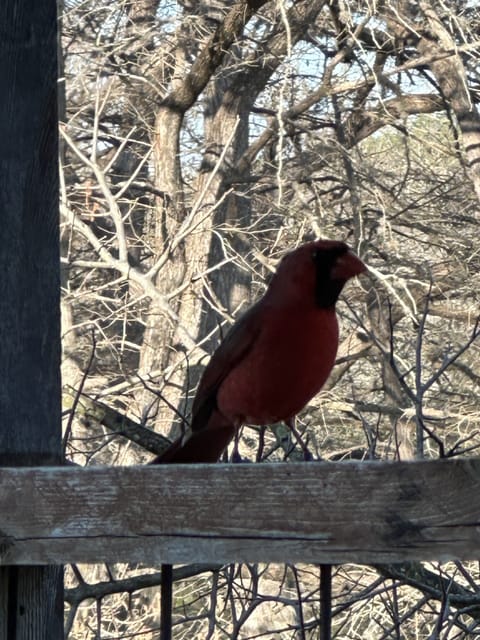 My favorite thing to do is sit on patio and listen/watch the birds!