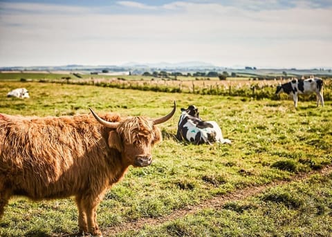 Lyons Manor House, Maryport