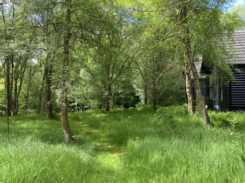 Part of the Burnbank woodland