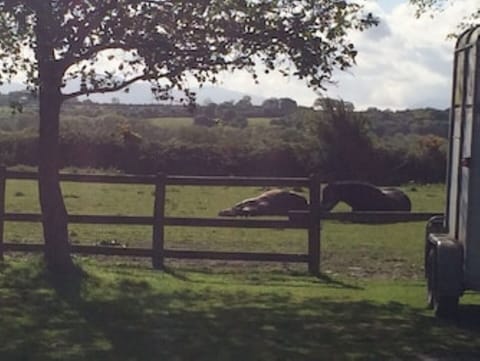 Our horses snoozing!