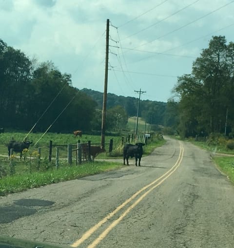 neighborhood livestock